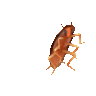 RosaSIMP