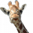 JusteLeblc