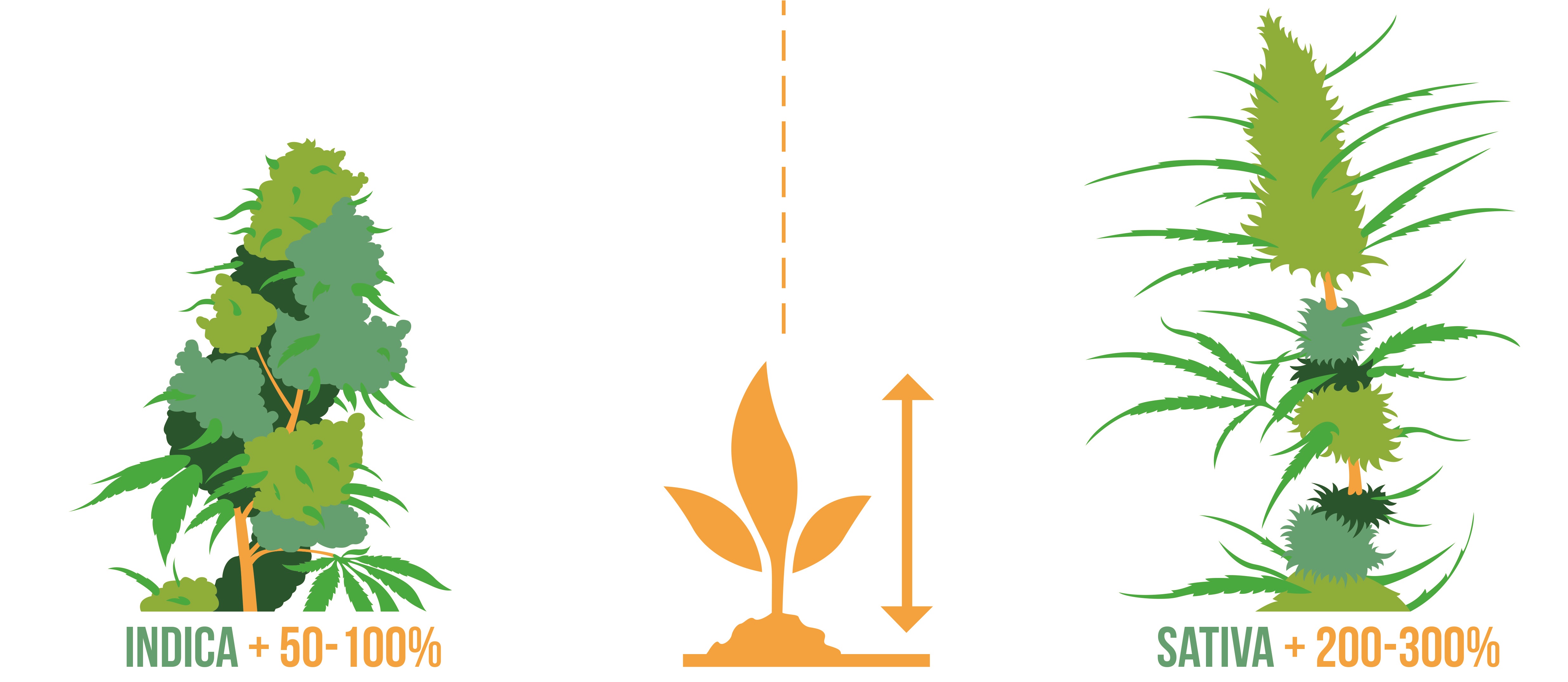 Difference-entre-Indica-et-Sativa-taille.jpg